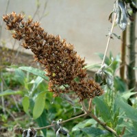 Buddleia